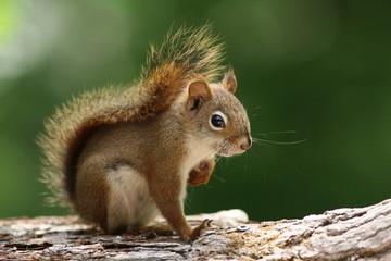 Naklejka na ściany i meble Red Squirrel (Tamiasciurus hudsonicus) Sitting on a Branch