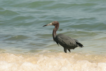 Little Blue Heron (Egretta caerulea) Wading in Surf - Roatan