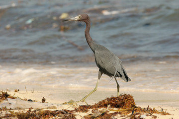 Little Blue Heron (Egretta caerulea) on Beach in Roatan