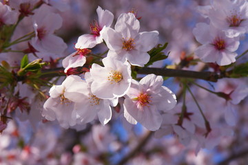Fototapeta na wymiar cherry　blossom