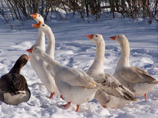 Obraz premium Geese in snow
