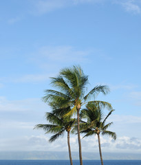 Fototapeta na wymiar Palm Trees against a blue sky