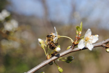 abeille