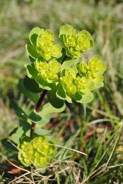 euphorbe