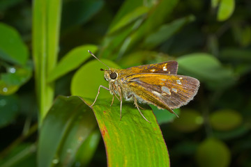 Butterfly (Augeades) 12