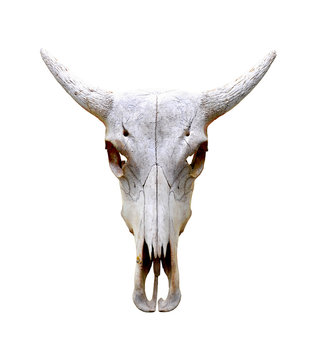 Isolated bull skull
