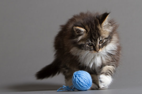 Katzenwelpe mit Wollkn&auml;ul