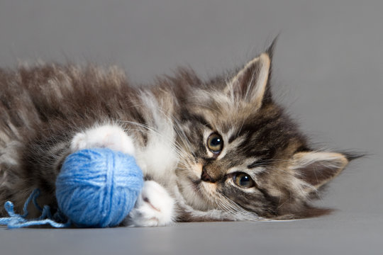Katzenwelpe mit Wollkn&auml;ul