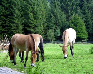 Obraz premium Pferde im Wildpark