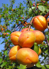 ripe apricots