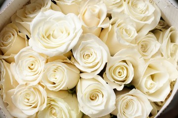 Obraz na płótnie Canvas Cream roses