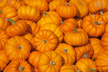 Colorful pumpkins