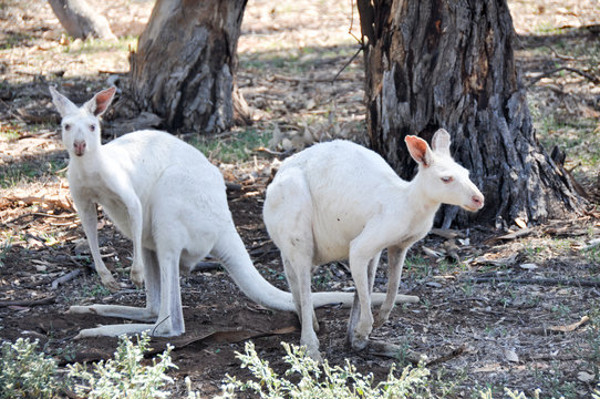 White kangaroos