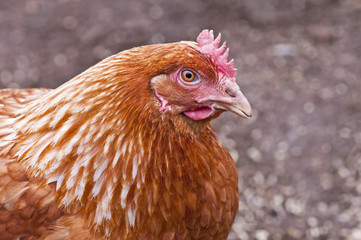 Huhn