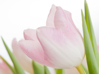 Pink tulips - space for text