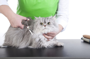Fototapeta premium Master of grooming haircut makes gray Persian cat on the table for grooming on a white background