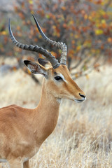 Male impala antelope in the african bush, Kruger NP - obrazy, fototapety, plakaty