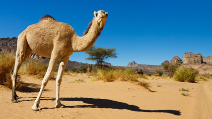 Camel in the Desert - Akakus (Acacus) Mountains, Sahara, Libya
