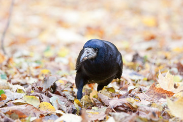 Rook standing amongst leaves in the park