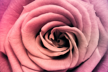 Fototapeta premium multicolor rose