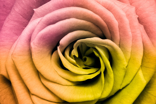 multicolor rose