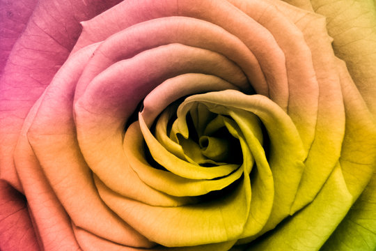 Fototapeta multicolor rose