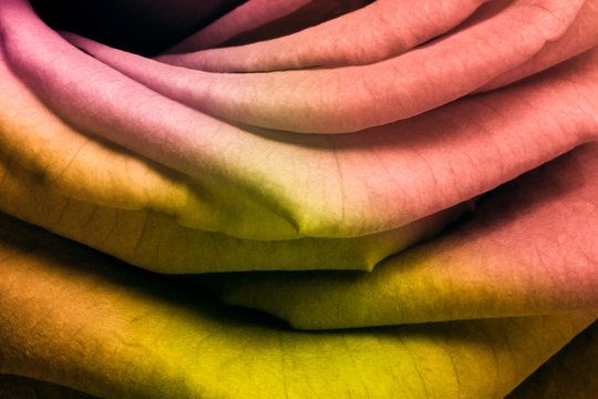 Fototapeta multicolor rose