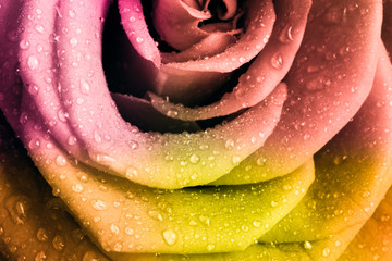 Fototapeta premium multicolor rose