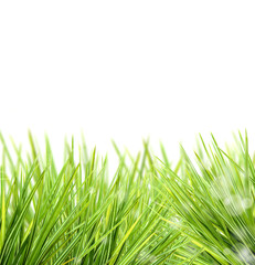 Grass on white background