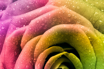 Obraz premium multicolor rose