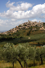 Obraz premium Trevi, paesaggio tra gli ulivi
