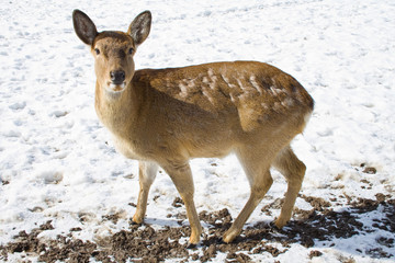 The Sika Deer or the Spotted Deer, or the Japanese Deer