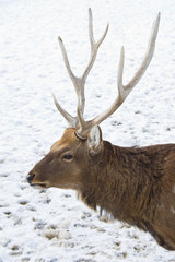 The Sika Deer or the Spotted Deer, or the Japanese Deer