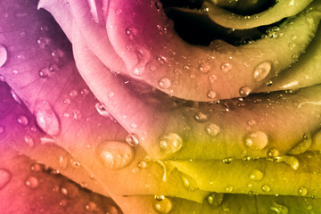 Fototapeta premium multicolor rose