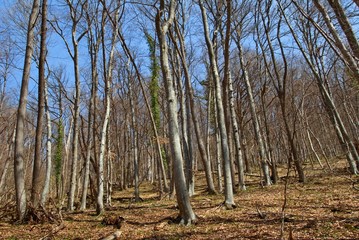 spring beech forest