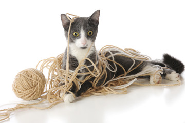 Tangled-Up Kitty