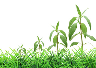 concept of tree growing on grass