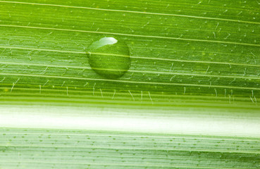 Maize leaf with water drop
