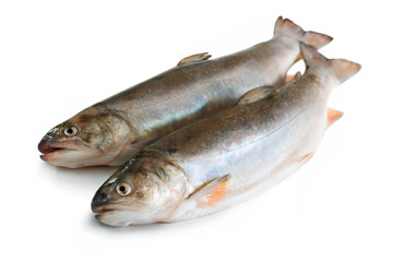 Salvelinus, salmonid. Isolated on the white background