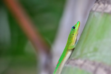 gecko sur un arbre