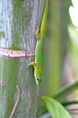 gecko vert sur un arbre