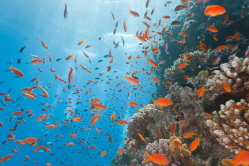 Fototapeta na wymiar Coral reef scene with anthias fish
