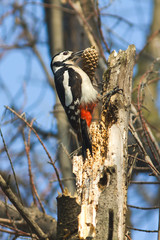 great spotted woodpecker with cone  /  Dendrocopos major