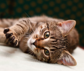 Tabby Cat laying on side