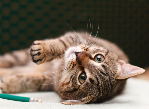 Tabby Cat Laying On Side