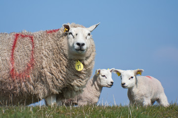 Fototapeta premium Sheep with her lambs