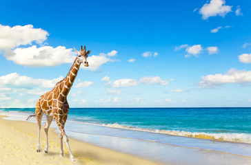 La girafe court sur le sable au bord de la mer