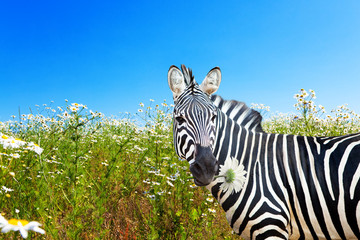 Zebra with a camomile in a mouth on a blossoming meadow