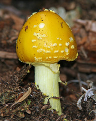 Poisonous Amanita Mushroom - Ontario, Canada