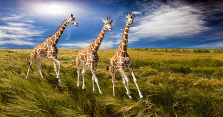 Obraz premium Three giraffes run on the field